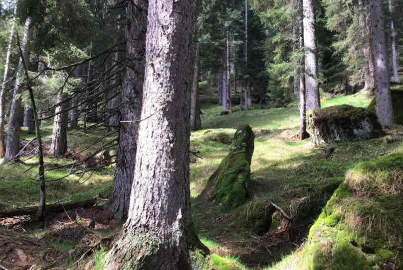 vaia primiero