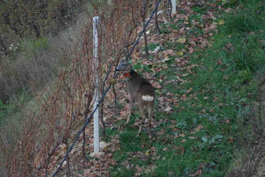 Il maschio di capriolo M9 marcato con collare satellitare e marca auricolare.