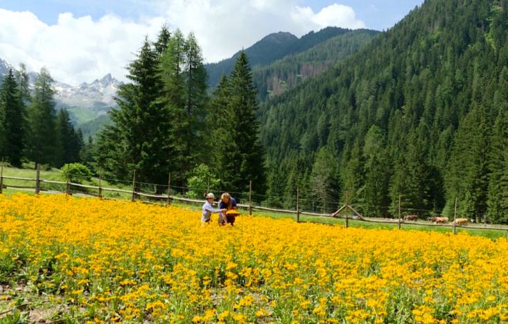 fioritura arnica