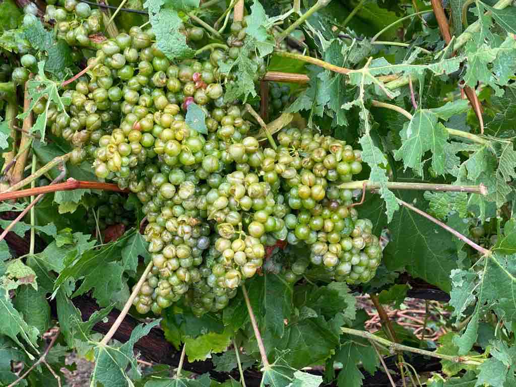 danni uva valtellina