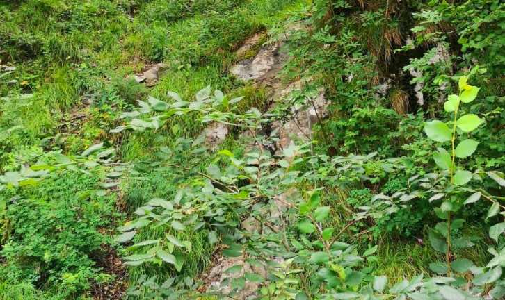 ATTUALITÀ - Cammina Foreste Urbane: gli obiettivi di Ersaf e Legambiente Lombardia 