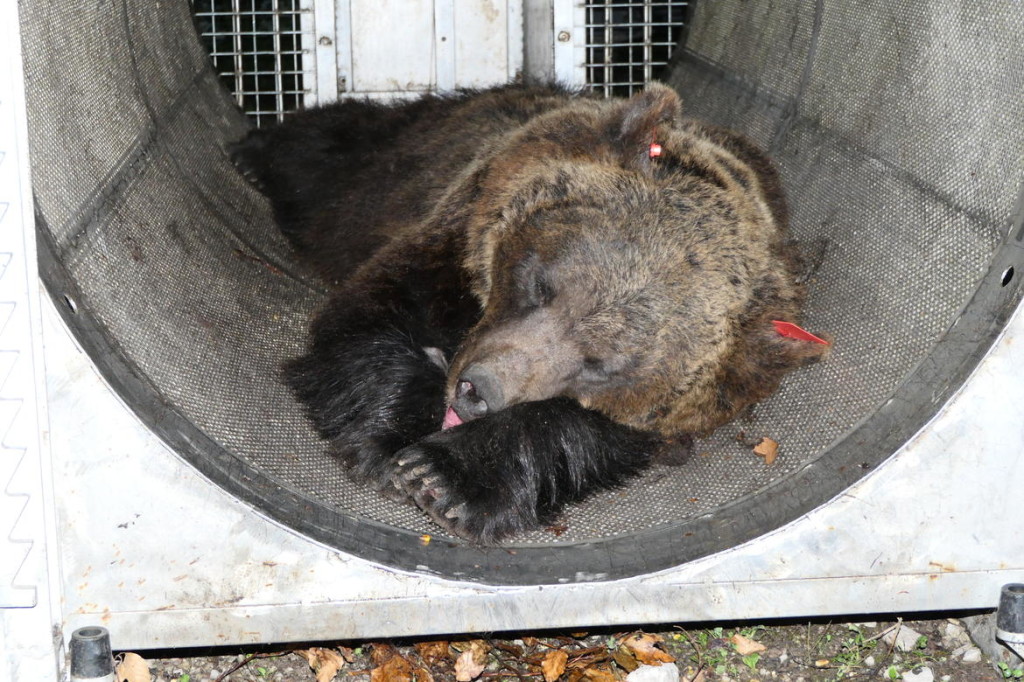 orso radiocollarato