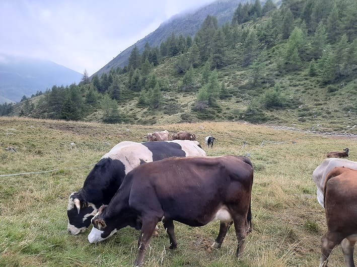 Alpeggio Bezzi Case di Viso 01