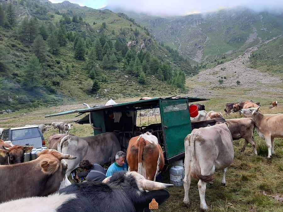 Alpeggio Bezzi Case di Viso 02