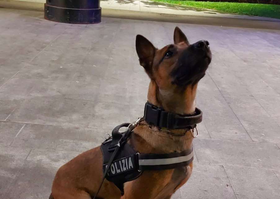 polizia cane antidroga