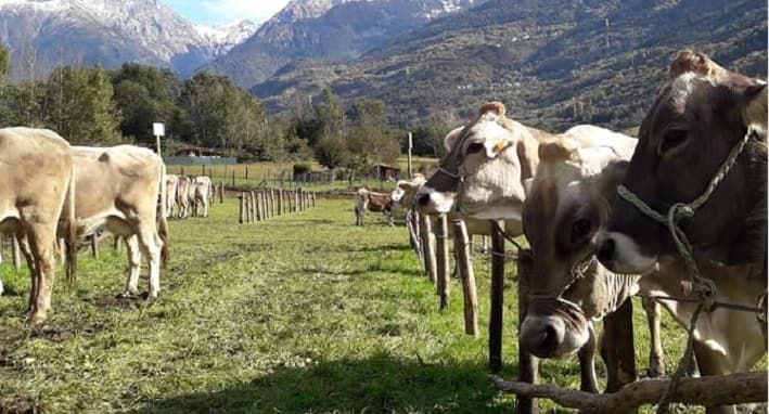 VALLE CAMONICA - Valle Camonica: sostegno alle rassegne zootecniche
