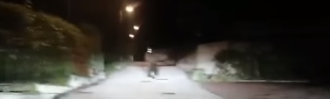 Orso Campodenno
