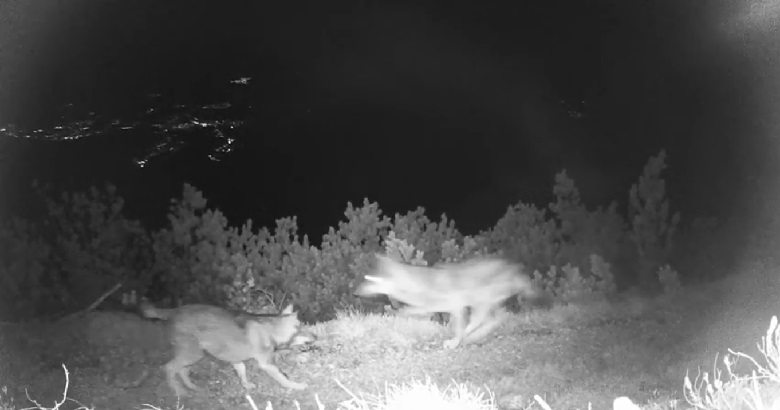 Lupi foto credit ufficio Fauna Provincia di Trento