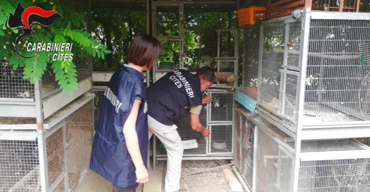 carabinieri cites bracconaggio lombardia