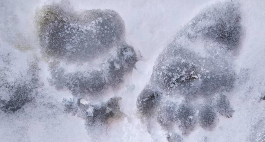 orso Foto archivio Servizio Foreste e fauna