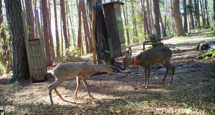 ALTO ADIGE - Una rete per il salvataggio dei cuccioli di capriolo