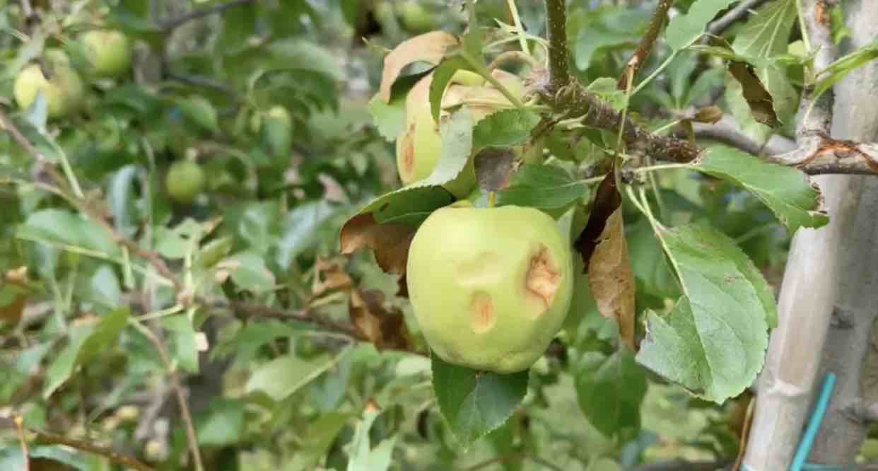 ATTUALITÀ - Valtellina: grandine su frutteti, vigneti e colture