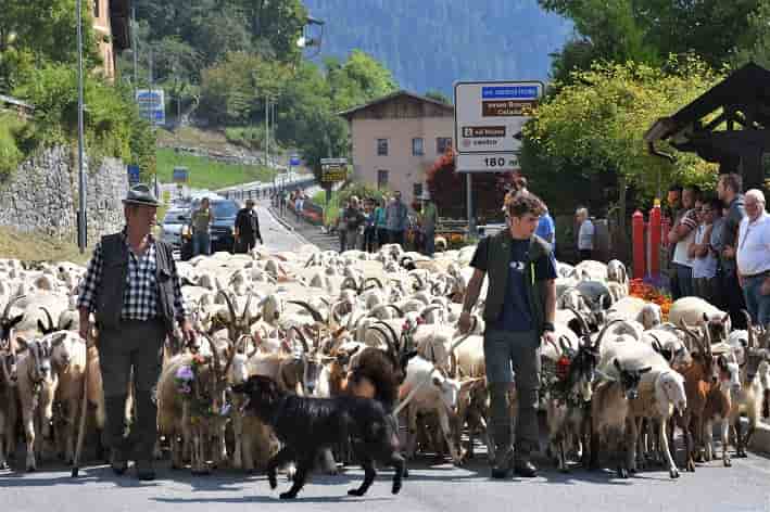 TRENTINO - Un romanzo di Alberto Pattini sulla pastorizia in Valsugana e Lagorai