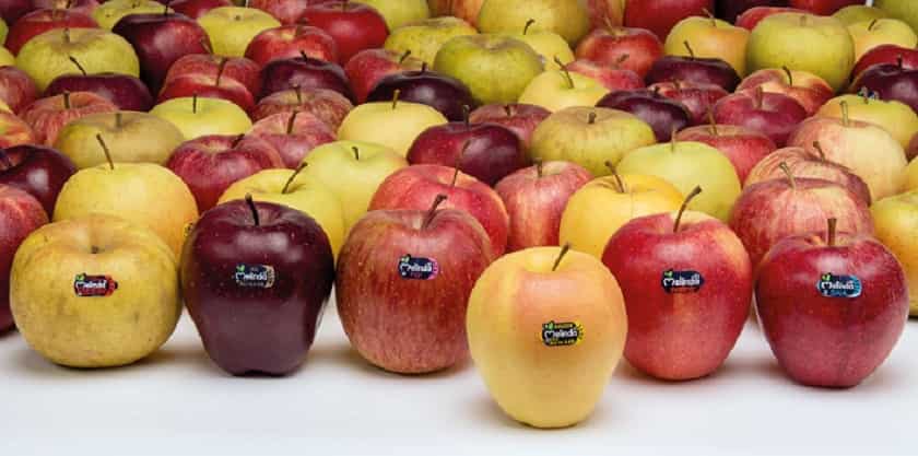 ATTUALITÀ - Conflitto Medio Oriente: i carichi di mele vengono consegnati