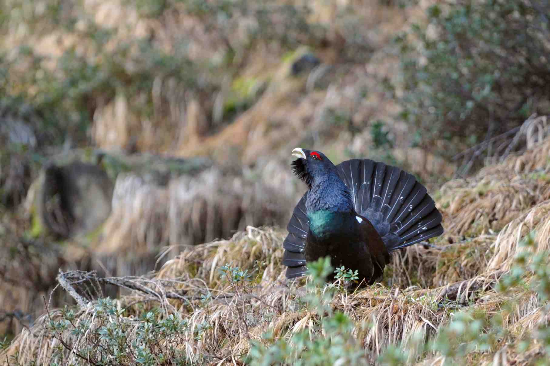 CRONACA - Bracconiere abbatte un gallo cedrone nel Parco dello Stelvio