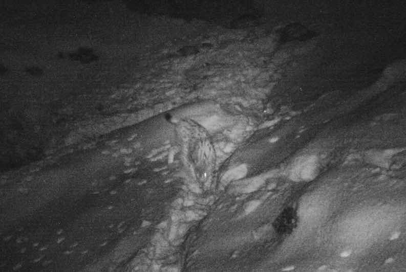 ATTUALITÀ - La lince torna in Alto Adige