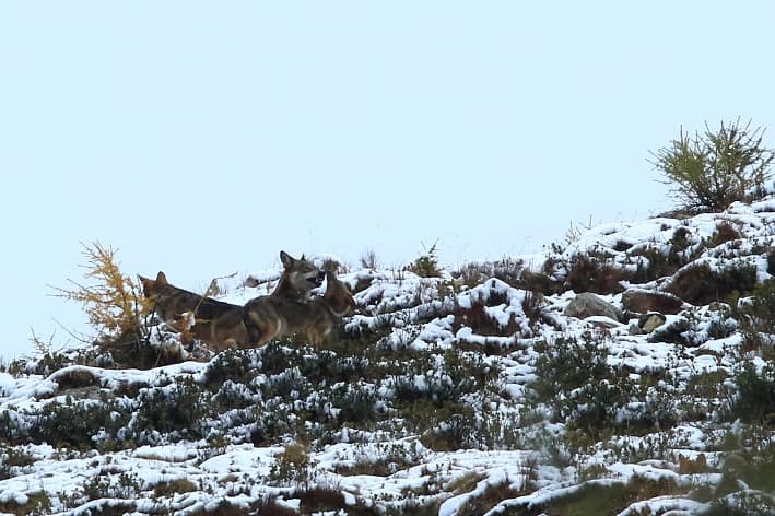 TRENTINO - Consultazione popolare su orsi e lupi in Valsugana e Tesino