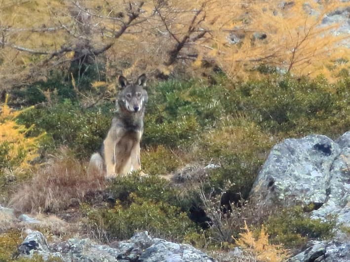 ATTUALITÀ - Declassamento del lupo, via libera in Parlamento