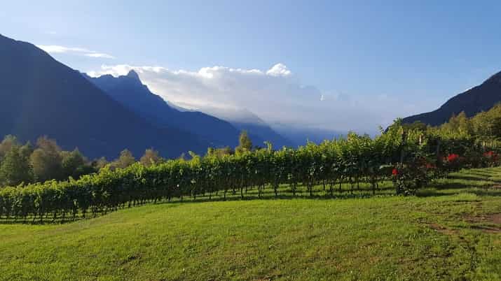 EVENTO - Incontro a Breno su frutticoltura, olivicoltura e viticoltura