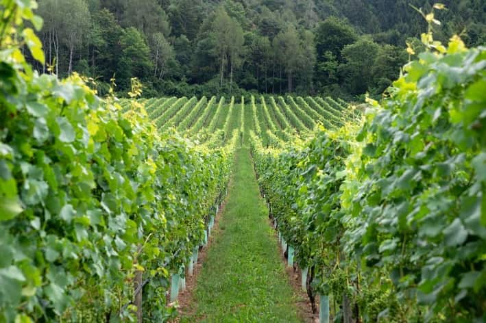 ATTUALITÀ - Riconversione varietale e ristrutturazione dei vigneti in Trentino