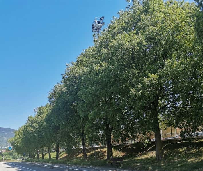 ATTUALITÀ - Dodici nuovi alberi monumentali in provincia di Sondrio