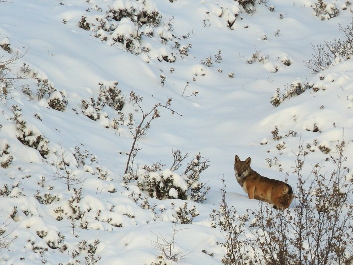 TONALE - E' morta la lupa che ha dato origine al branco del Tonale