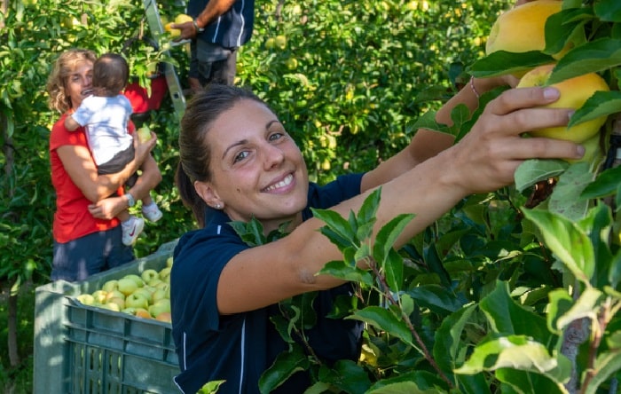 CLES - Mele, in Val di Non e Val di Sole scatta la raccolta 2025: dati e previsioni