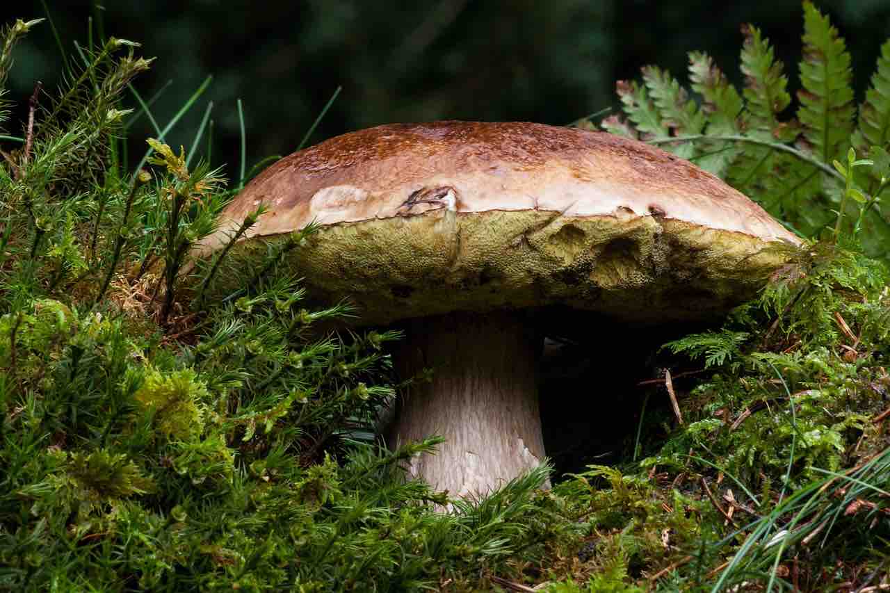 ATTUALITÀ - Valtellina e Valle Camonica, stagione di funghi in sicurezza
