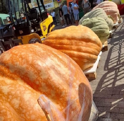 EVENTO - Il coltivatore Sergio Moretti ha vinto la sfida nazionale della zucca
