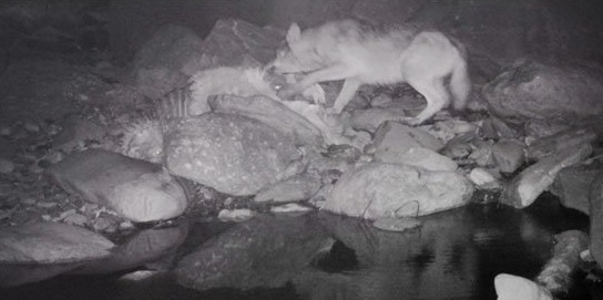 ATTUALITÀ - In Lombardia ci sono 150mila cinghiali, 8 orsi e 50 lupi: seduta congiunta delle Commissioni