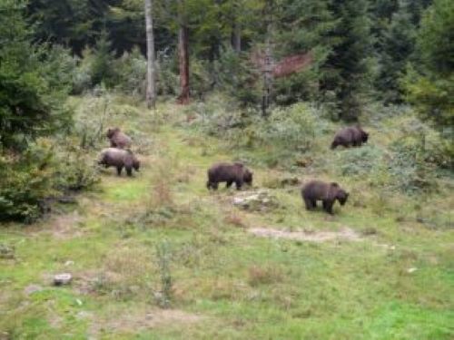 ATTUALITÀ - Tavolo grandi carnivori, dialogo aperto per la coesistenza