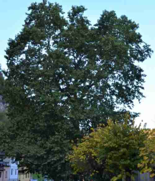 BRENO - Valle Camonica, nuovi alberi monumentali