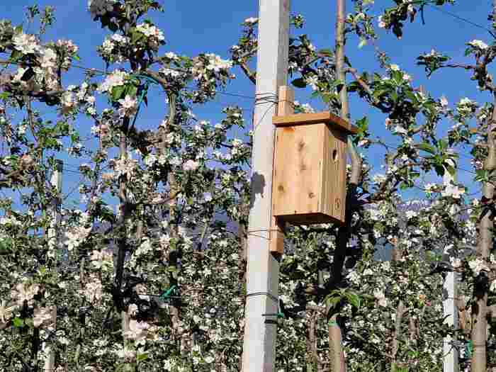 ATTUALITÀ - Fiorinda, a Mollaro la festa della fioritura
