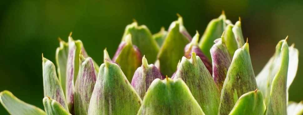 VALLE CAMONICA - Il Carciofo di Malegno tra le otto nuove varietà lombarde a rischio estinzione