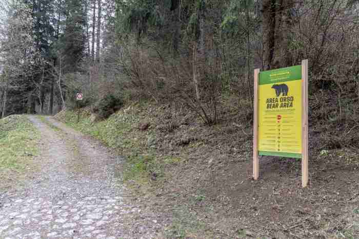 TRENTINO - Val di Sole: giovane donna incontra due cuccioli di orso 