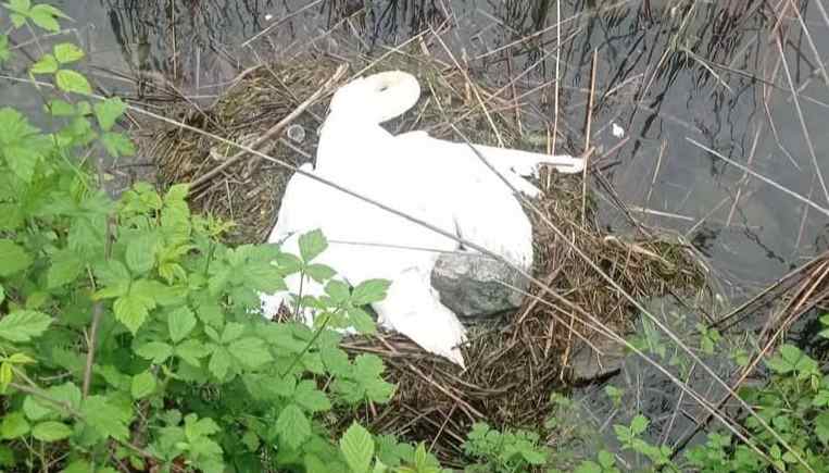 SEBINO - Ucciso un cigno femmina in cova a Toline di Pisogne
