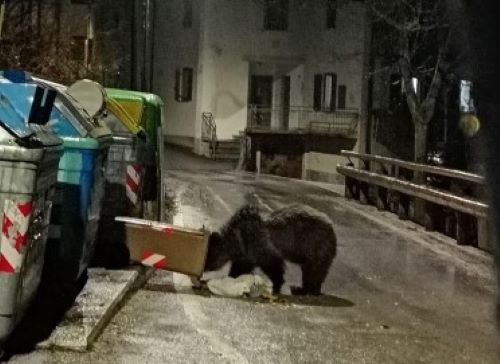 VAL DI SOLE E NON - Questione orsi: il comitato Insieme per Andrea Papi contro la Rai