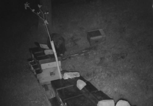 CRONACA - Schilpario: immortalato un orso nella conca dei Campelli