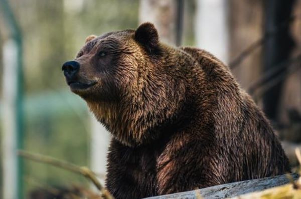 ATTUALITÀ - Grandi carnivori in Trentino: sì agli indennizzi