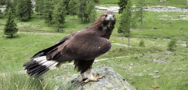 ATTUALITÀ - L’aquila reale Matteo torna a volare libera in Val Fontana
