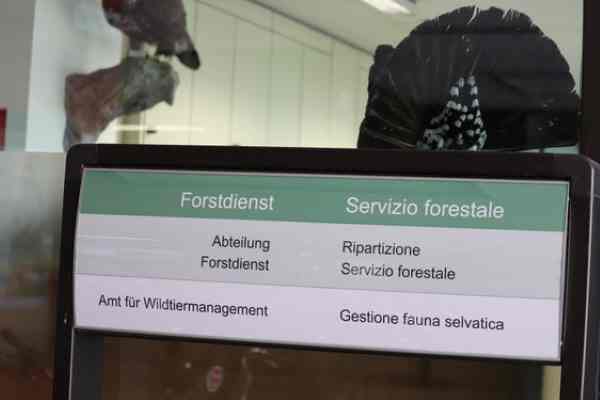 ALTO ADIGE - Il lupo trovato morto a Castelrotto è stato avvelenato