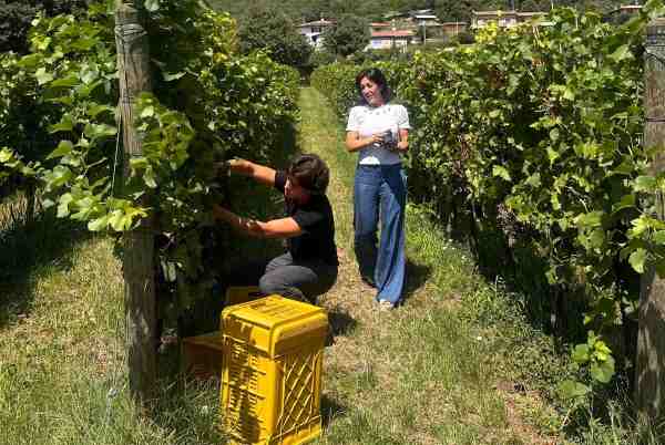 FRANCIACORTA - La vendemmia in Franciacorta si annuncia positiva
