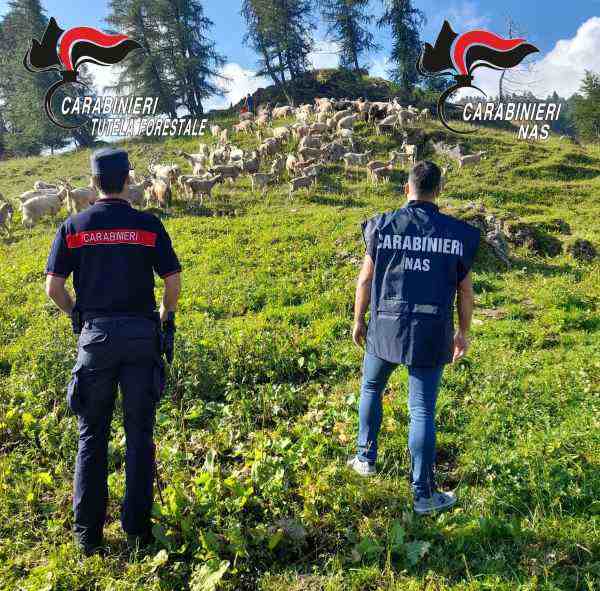 VALLE CAMONICA - Nas e Forestali di Breno denunciano quattro agricoltori