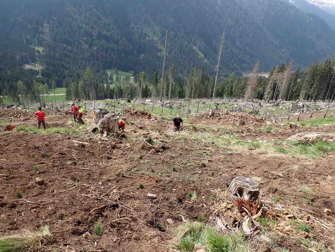 VAL DI FIEMME - Paneveggio, detenuti e ragazzi con disabilità piantano oltre 1.700 alberi