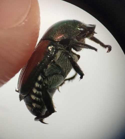 ATTUALITÀ - Primi coleotteri giapponesi in Alto Adige: segnalare casi sospetti