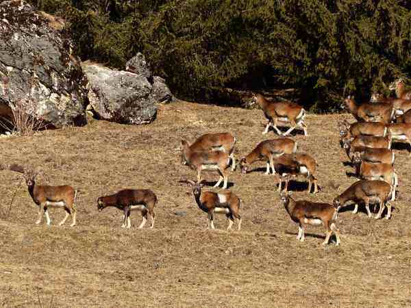 TRENTINO - Val di Fassa, i risultati dello studio sui predatori naturali