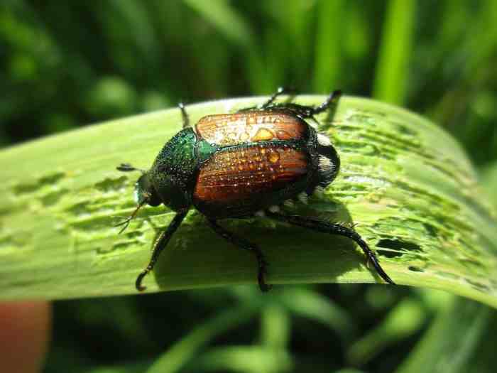 ATTUALITÀ - Scarabeo giapponese individuato in Trentino per il terzo anno