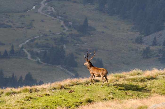 VALLE CAMONICA - L’autunno a Pontedilegno-Tonale è un viaggio tra suoni e colori