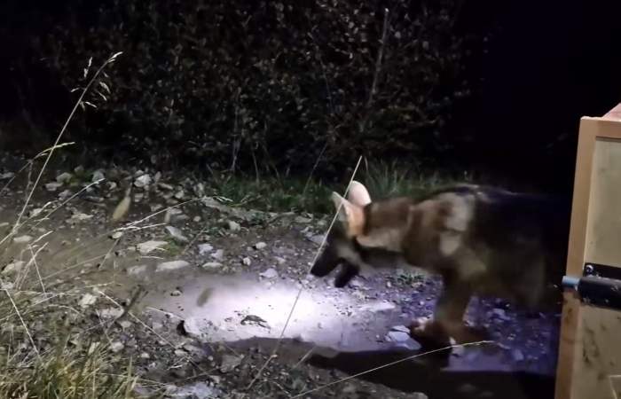 VALLE CAMONICA - Ponte di Legno: in Val di Viso catturato giovane lupo