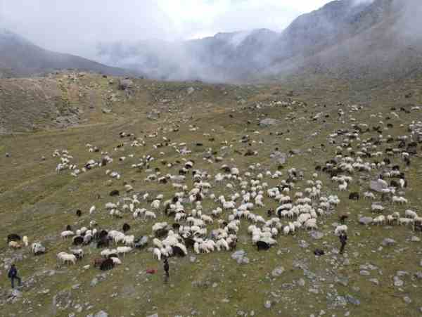 ALTO ADIGE - Transumanza: la Provincia di Bolzano sostiene la tradizione 